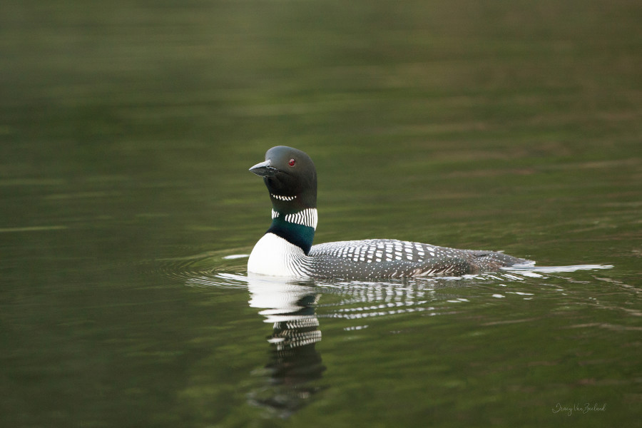 Longneck