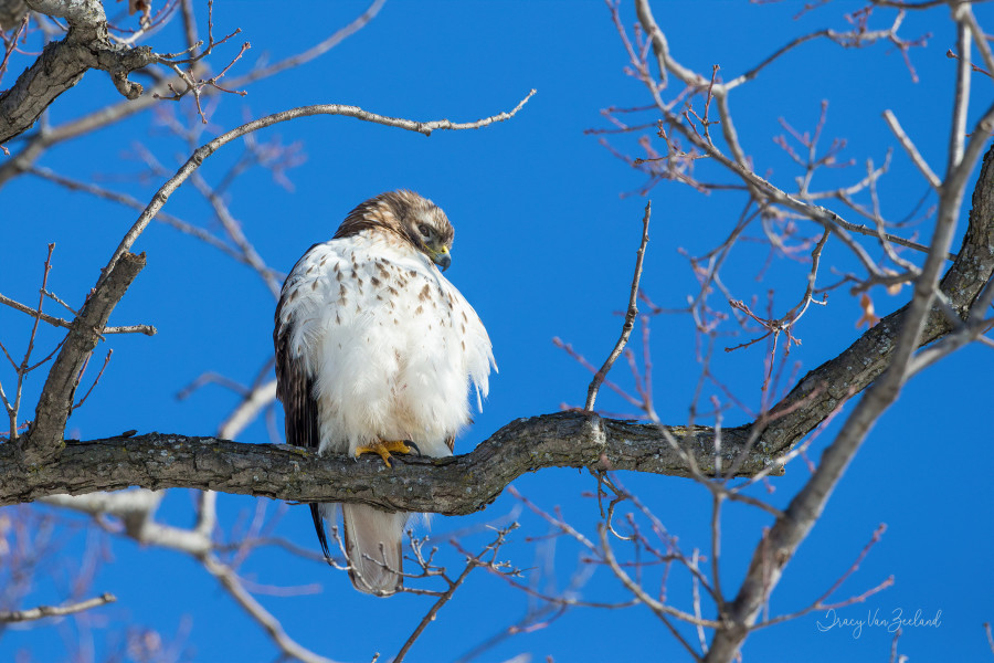 Sharp Shinned Hawk