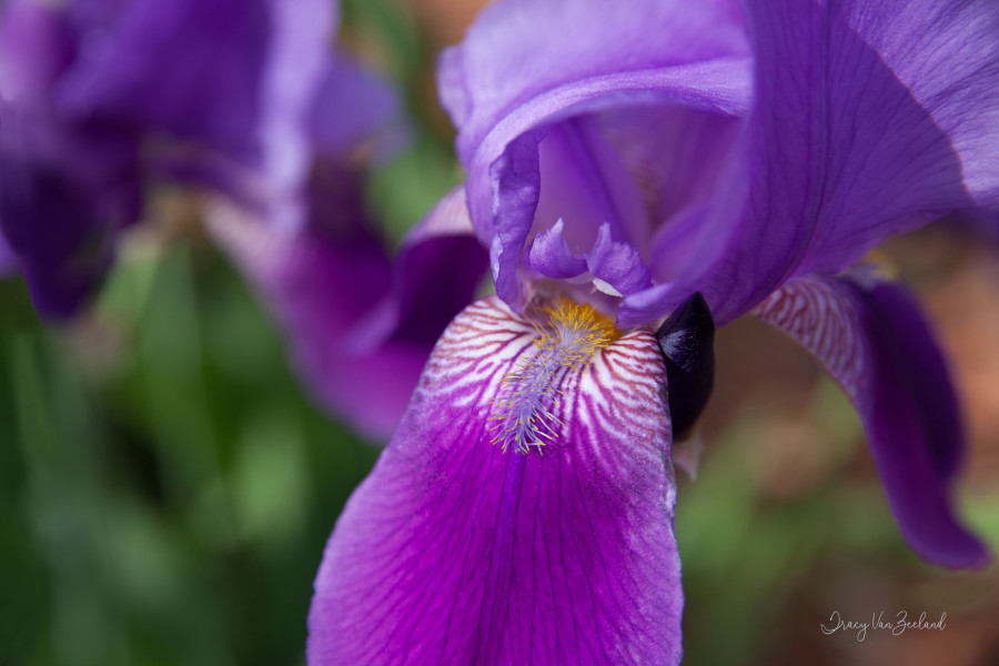 Purple Iris