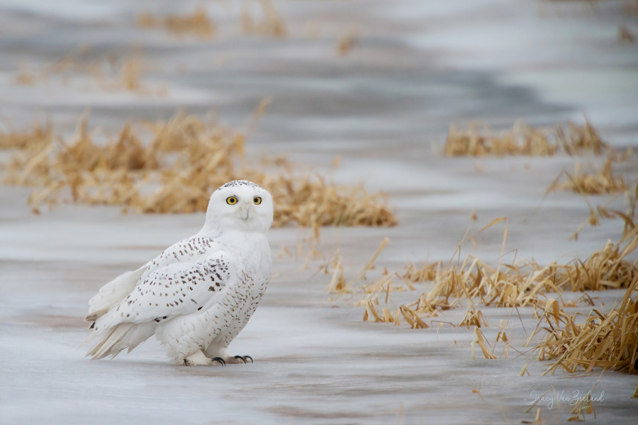 Winter Visitor