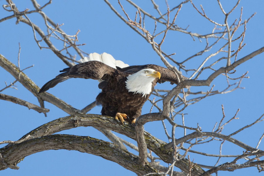 Take Off (eagle)